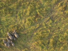 谷歌和环保组织合作利用谷歌地图保护肯尼亚野生象